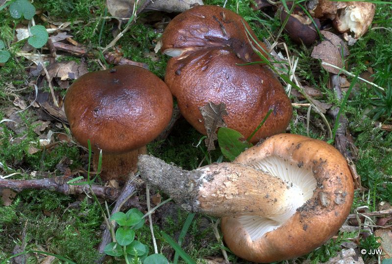 Tricholoma ustale